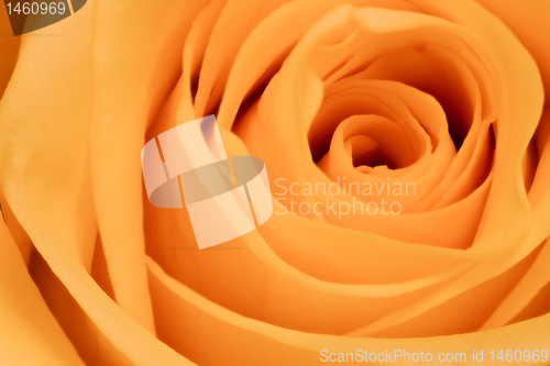 Image of orange rose close up