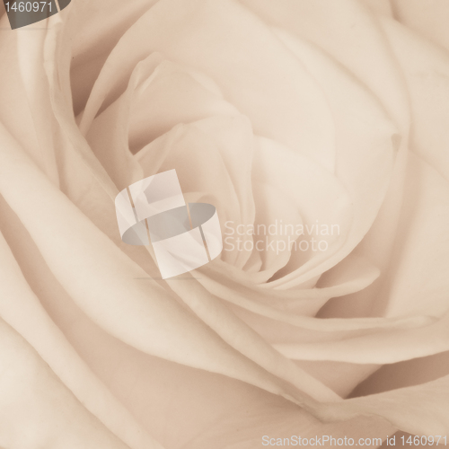 Image of white rose close up