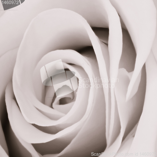 Image of white rose close up