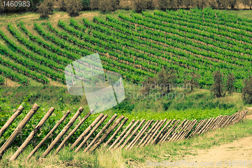 Image of Typical Tuscan landscape