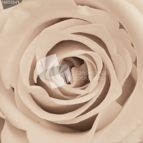 Image of white rose close up