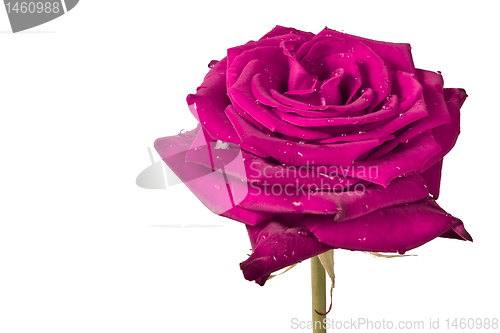 Image of pink rose