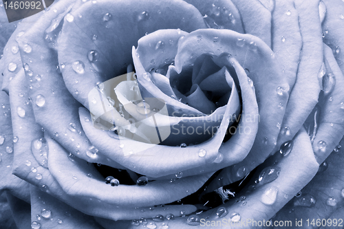 Image of blue rose