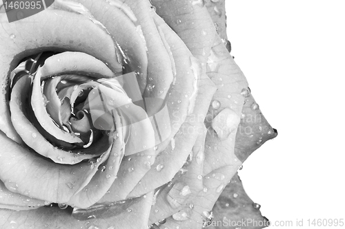 Image of white rose