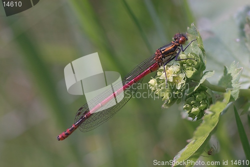 Image of Dragonfly (pyrrhosoma nymphula)