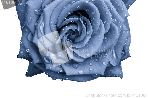 Image of blue rose