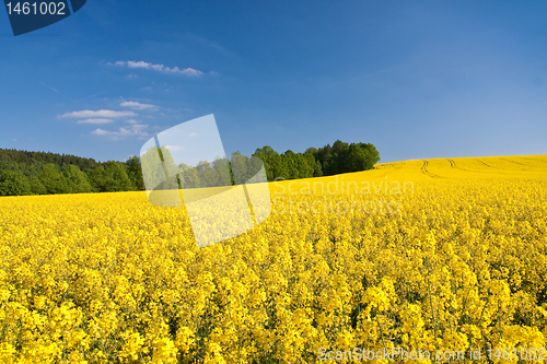 Image of rape field