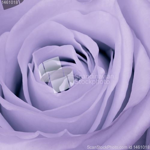 Image of violet rose close up