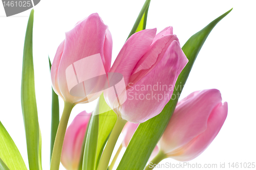 Image of pink tulips
