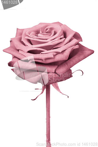 Image of pink rose