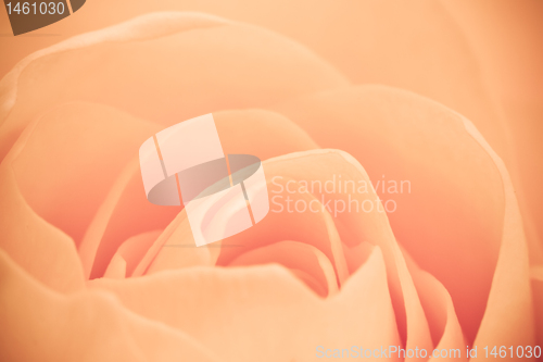 Image of orange rose macro