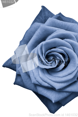 Image of blue rose