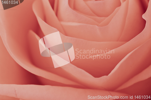 Image of pink rose macro