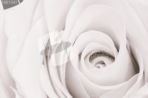 Image of white rose close up