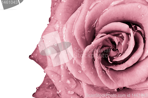 Image of pink rose