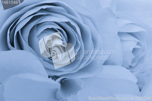 Image of blue rose macro