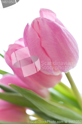 Image of pink tulips