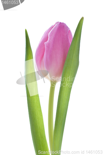 Image of pink tulips