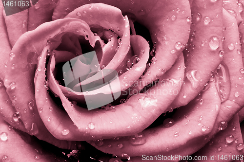 Image of pink rose