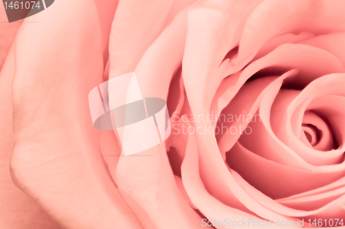 Image of pink rose close up