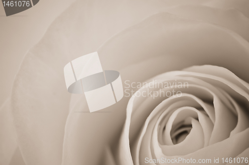 Image of white rose macro