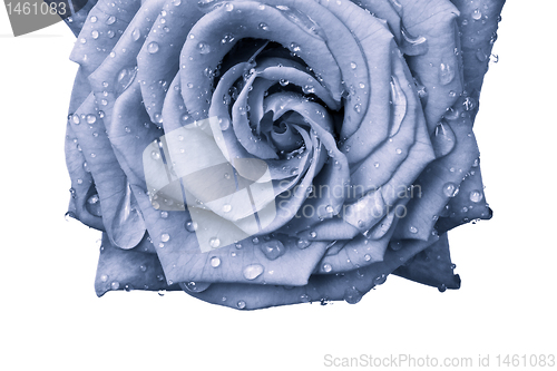 Image of blue rose