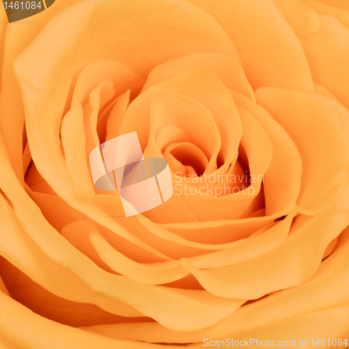 Image of orange rose close up
