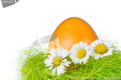Image of easter egg in nest
