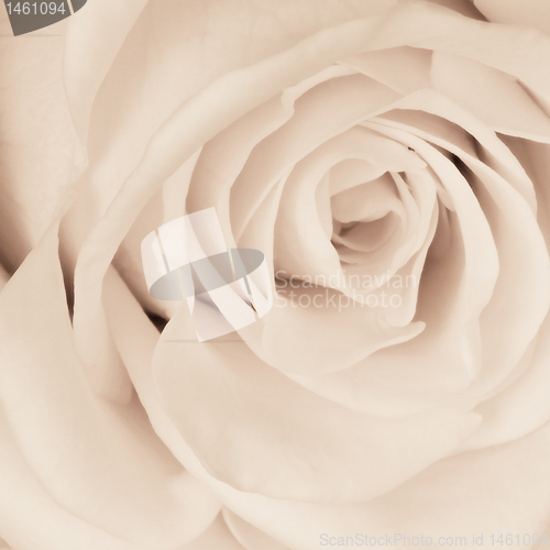Image of white rose close up