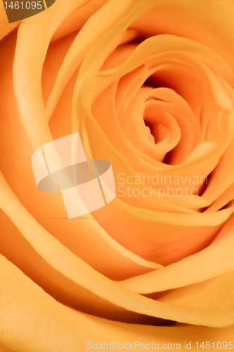 Image of orange rose close up
