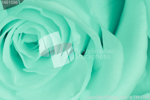 Image of green rose close up
