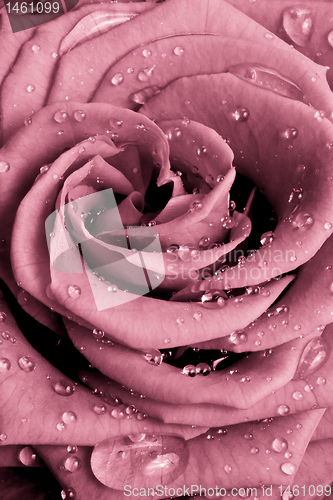 Image of pink rose