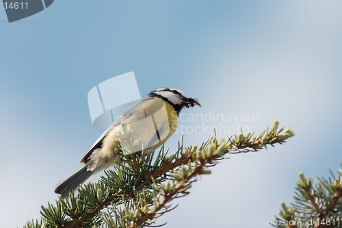 Image of Blue tit with booty