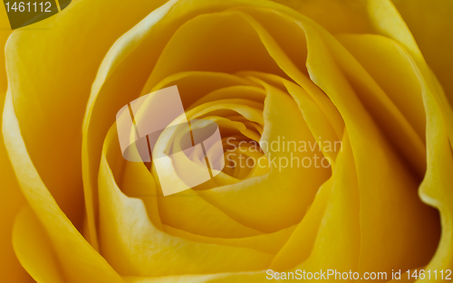 Image of yellow rose macro