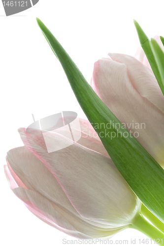 Image of tulips