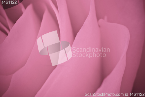 Image of pink rose macro