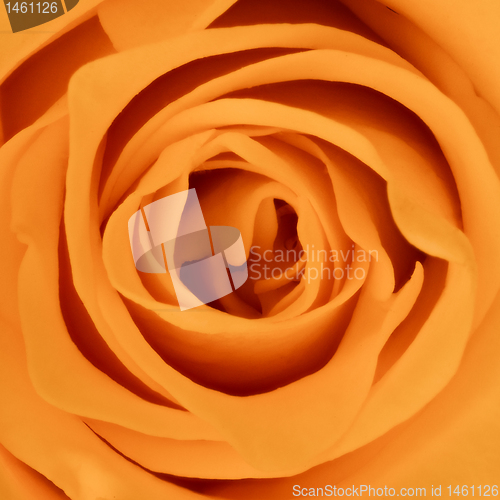 Image of orange rose close up