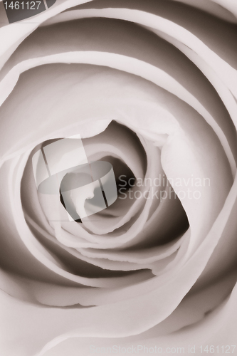 Image of white rose close up