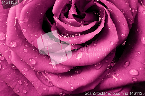 Image of pink rose