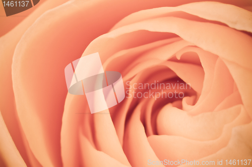 Image of orange rose macro