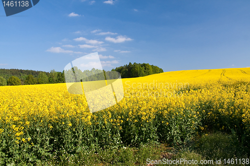 Image of rape field