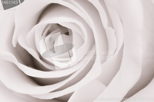 Image of white rose close up