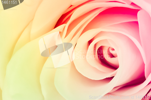 Image of multicolor rose