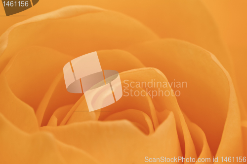 Image of orange rose macro