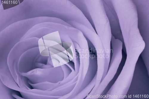 Image of violet rose close up