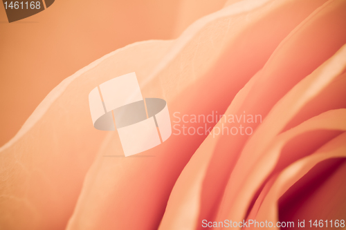 Image of orange rose macro
