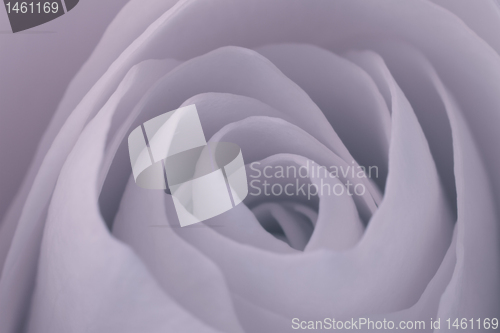Image of rose macro