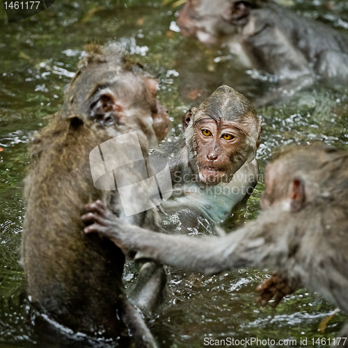 Image of Monkey (Macaca fascicularis)