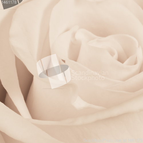 Image of white rose close up