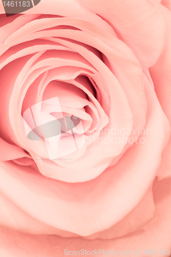 Image of pink rose close up